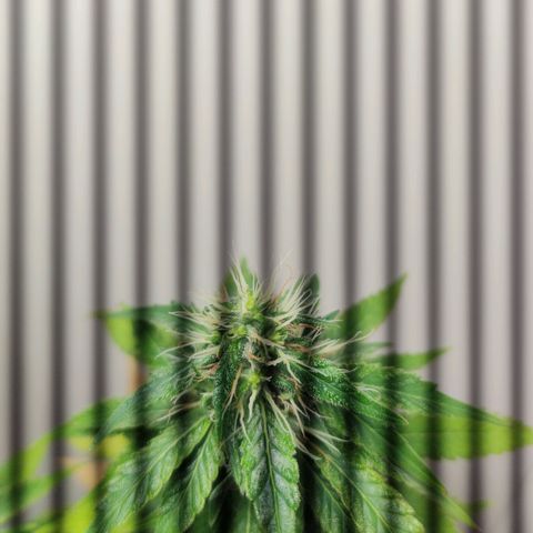 Gorilla Glue #2 growlog timeline photo