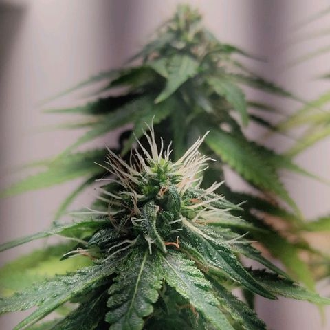 Gorilla Glue #2 growlog timeline photo