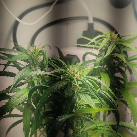 Gorilla Glue #2 growlog timeline photo
