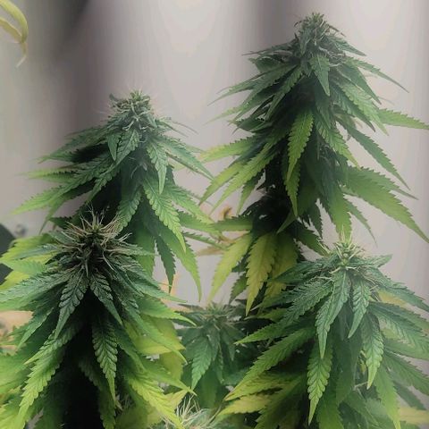 Gorilla Glue #2 growlog timeline photo