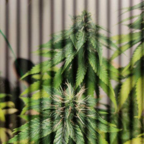 Gorilla Glue #2 growlog timeline photo
