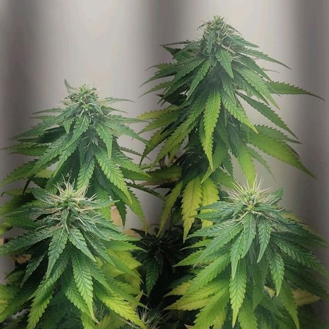 Gorilla Glue #2 growlog timeline photo