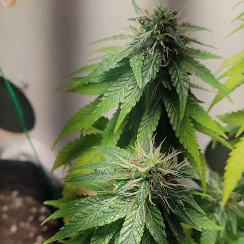Gorilla Glue #2 growlog timeline photo