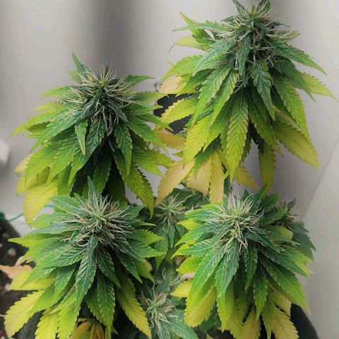 Gorilla Glue #2 growlog timeline photo