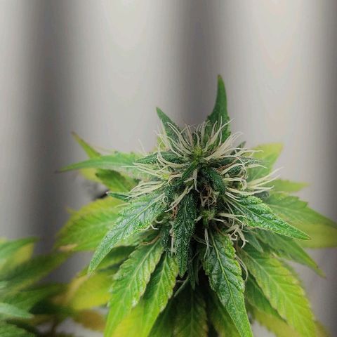 Gorilla Glue #2 growlog timeline photo