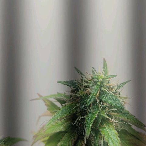 Gorilla Glue #2 growlog timeline photo