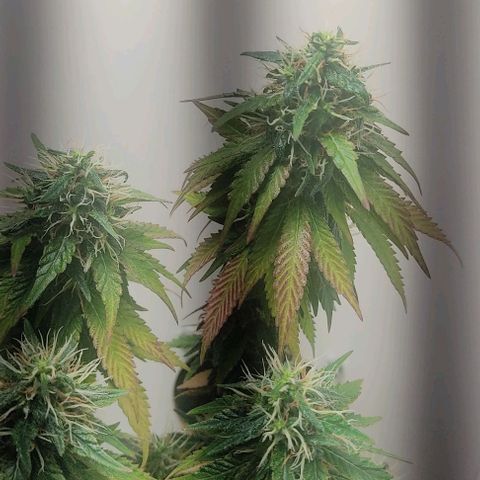 Gorilla Glue #2 growlog timeline photo