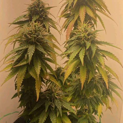 Gorilla Glue #2 growlog timeline photo