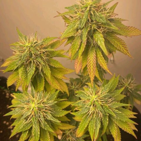 Gorilla Glue #2 growlog timeline photo