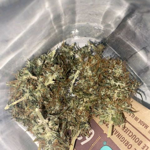 Gorilla Glue #2 growlog timeline photo