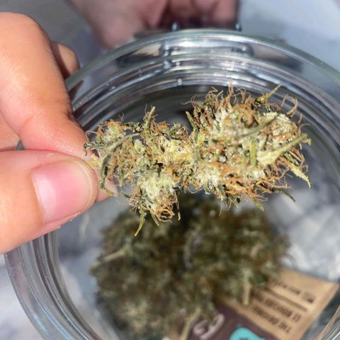 Gorilla Glue #2 growlog timeline photo