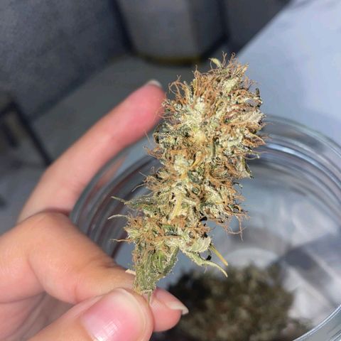 Gorilla Glue #2 growlog timeline photo