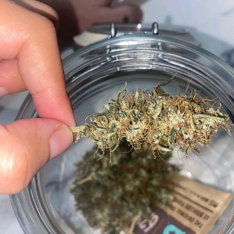 Gorilla Glue #2 growlog timeline photo