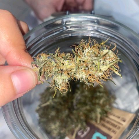 Gorilla Glue #2 growlog timeline photo