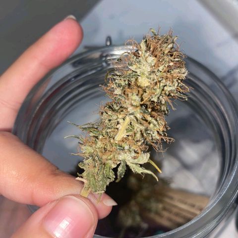Gorilla Glue #2 growlog timeline photo