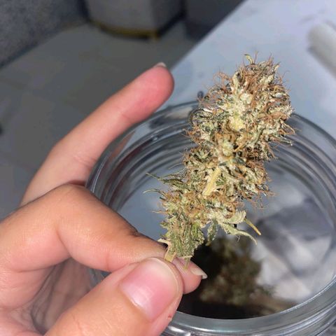 Gorilla Glue #2 growlog timeline photo