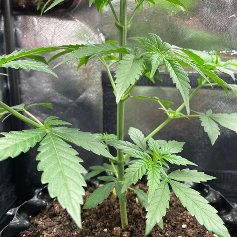 Purple Queen growlog timeline photo