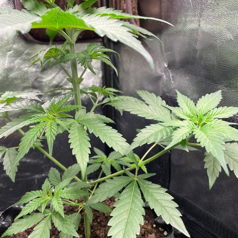 Purple Queen growlog timeline photo