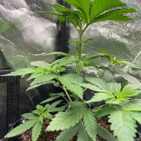 Purple Queen II growlog timeline photo