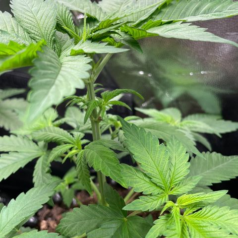 Purple Queen II growlog timeline photo