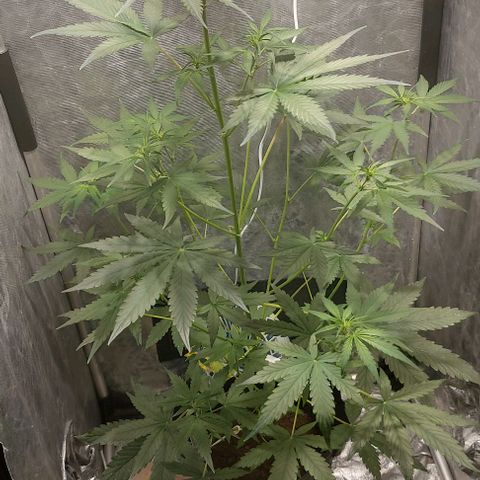 Green Crack growlog timeline photo