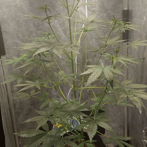 Green Crack growlog timeline photo