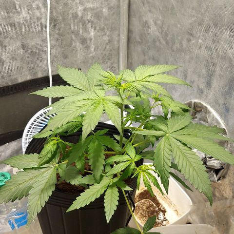 Green Crack growlog timeline photo