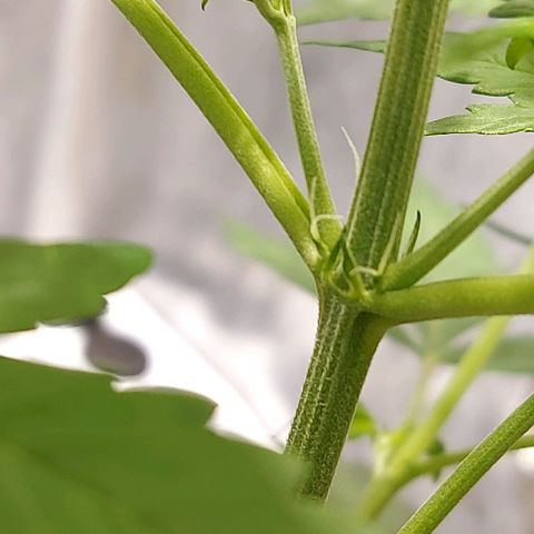 Green Crack growlog timeline photo