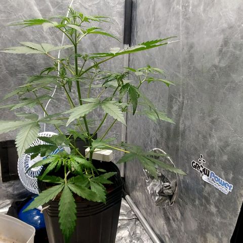Green Crack growlog timeline photo