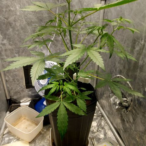 Green Crack growlog timeline photo