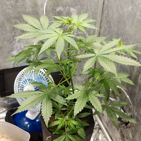 Green Crack growlog timeline photo