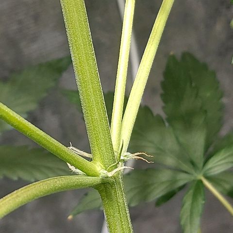 Green Crack growlog timeline photo