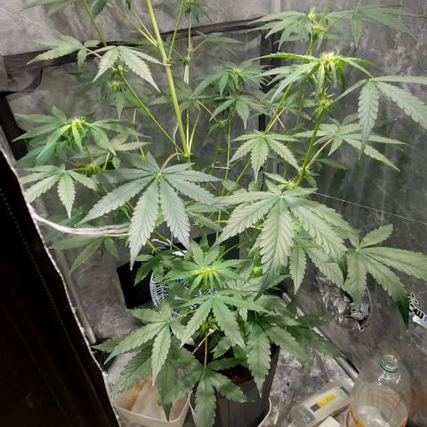 Green Crack growlog timeline photo