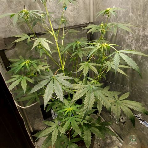 Green Crack growlog timeline photo