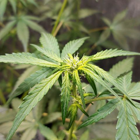 Green Crack growlog timeline photo