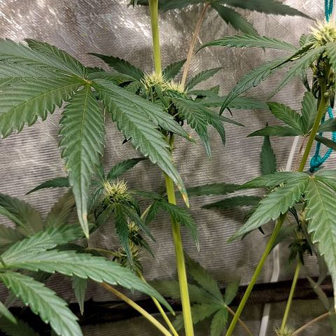 Green Crack growlog timeline photo