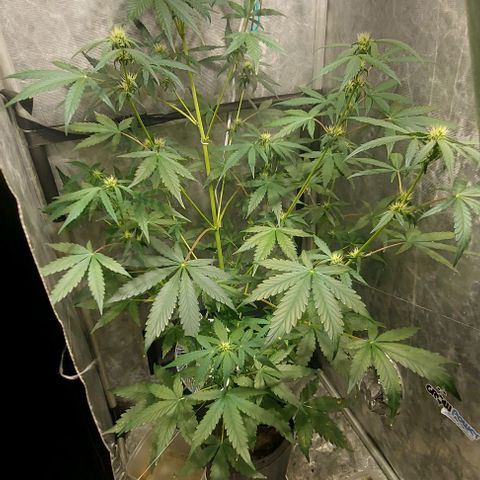 Green Crack growlog timeline photo