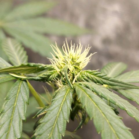 Green Crack growlog timeline photo