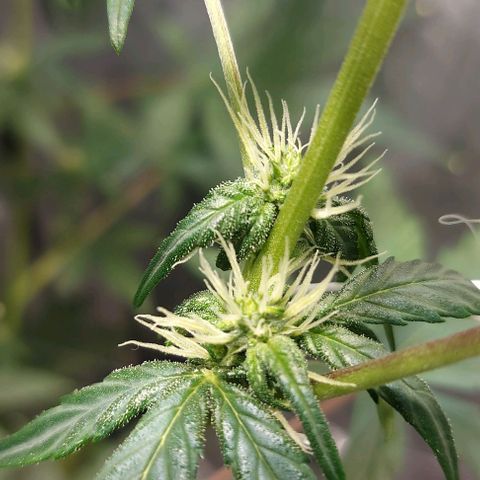 Green Crack growlog timeline photo