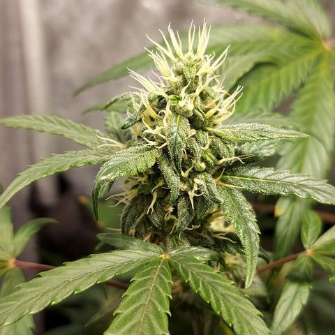 Green Crack growlog timeline photo