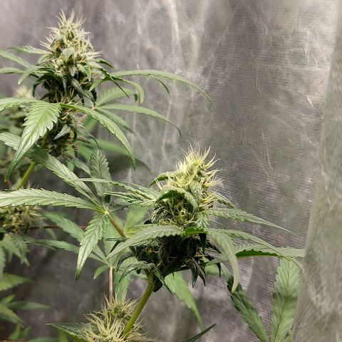 Green Crack growlog timeline photo