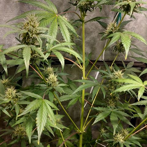 Green Crack growlog timeline photo