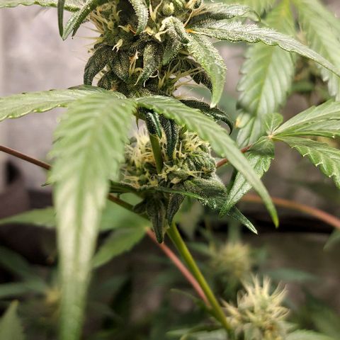 Green Crack growlog timeline photo
