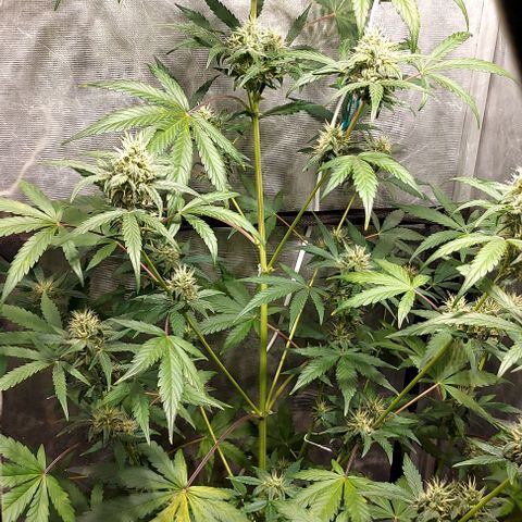 Green Crack growlog timeline photo