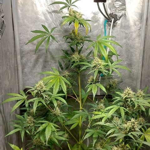 Green Crack growlog timeline photo