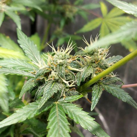 Green Crack growlog timeline photo