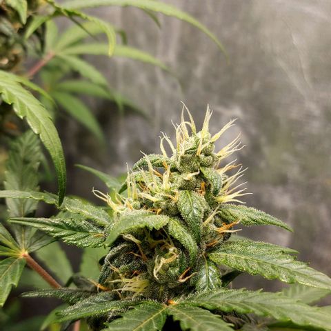 Green Crack growlog timeline photo