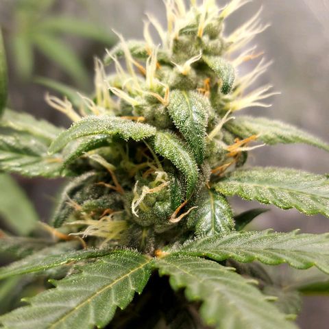 Green Crack growlog timeline photo
