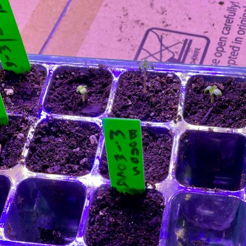 Unknown strain growlog photo: Mimosa Row 1