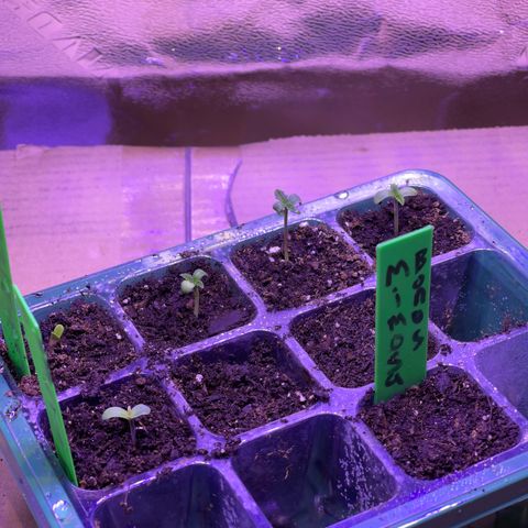 Unknown strain growlog photo: Mimosa Row 1